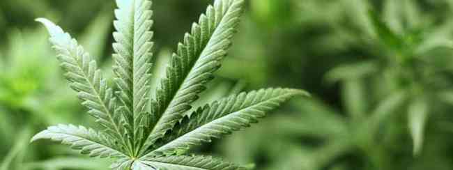 Medicinal cannabis can’t come quickly enough for some